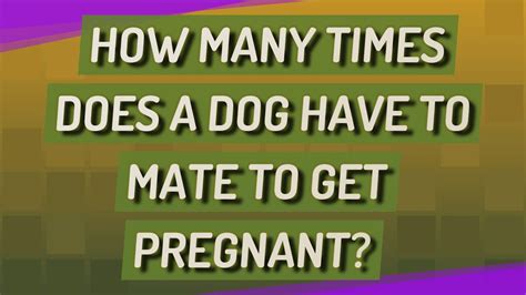 how many times do dogs need to hook up to get pregnant